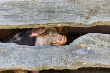 Ein Schwein in einem Holzstahl beim Biobauer