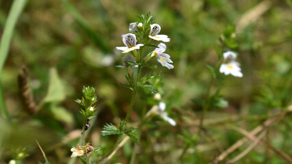 Gemeiner Augentrost, Euphrasia rostkoviana, mit wei&szlig;en Bl&uuml;ten und gelb