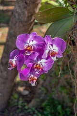 Close-up on beautiful purple brazilian orchid