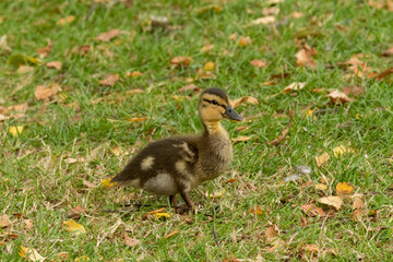 Cute Mallard duckling, Anas platyrhynchos, walking through grass towards Mom