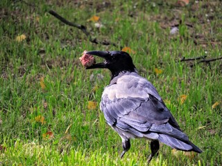 Crow holding prey