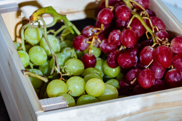Uva rosada y uva blanca italiana fresca recién cosechada