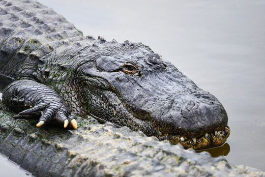 An alligator close up in the river