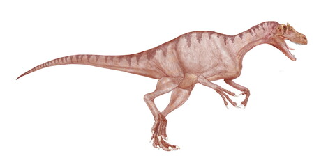 デルタドロメウス　肉食恐竜　白亜紀後期の初め頃北西アフリカに生息した。体長は8メートルほどの大型であったが、細身で動作は素早く、軽量のため足は速かったと思われる。頭骨は発見されておらず、アロサウルス以上に特殊な頭部の鶏冠状の突起はあったかどうか不明。魚食であったスピノサウルスや大型の植物食性であったカルカロドントサウルスと異なり、俊敏な小型の爬虫類を餌にしていたのではないかとされる。 - obrazy, fototapety, plakaty
