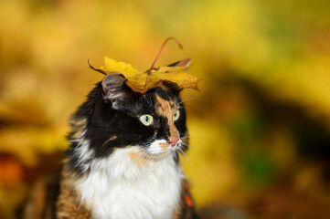 leaf on the cat's head