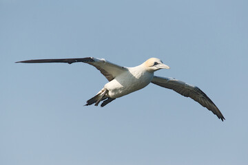 Flying gannet over the sea 