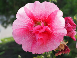 Pink terry hollyhock blossoms. Terry mallow in garden. Terry pink mallow growing.