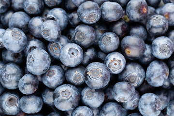 Fresh blueberry background. Texture blueberry berries close up.