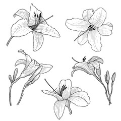 Lilys. Blooming lilies. Flowers and buds. Botanical illustration. Ink drawing.