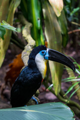 Channel-billed toucan on the tree branch.