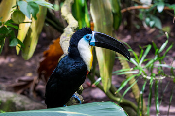 Channel-billed toucan on the tree branch.
