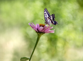 Wonderful butterfly Papilio machaon on a red flower on a summer day in the garden