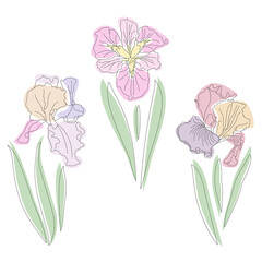 Iris flower vector illustration isolated on white. A set of three botanical elements, buds and leaves. Hand drawing line art on delicate pastel colors background. For printing on T-shirts, open card.