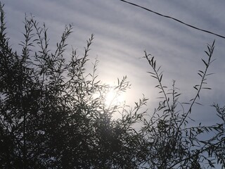 Sun through Silver Clouds and Green Branches
