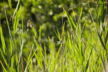 Dragonfly sitting on a dry grass blade. 