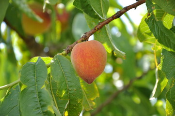 Fruit 