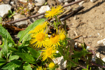 A bumblebee collects pollen on a dandelion