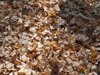 Colorful autumn leaves with golden background and short depth of field