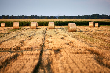 Zusammengerolltes Heu in Ballen am Feld 