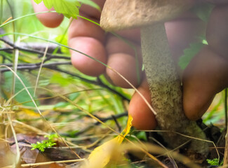 podberezovik in the forest. harvest in the forest. hobby. mushroom picking. Leccinum