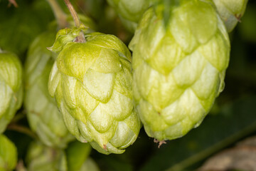 Close up of wild hops plant in agricultural field
