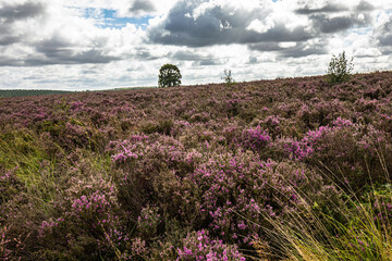 Fototapeta na wymiar moorland landscape with lavender 