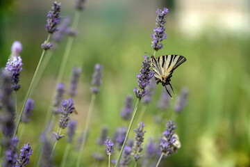 Beautiful butterfly Iphiclides Podalirius  on a lavender flower gathers nectar on a sunny summer day, spreading its wings