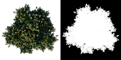 Top view tree (Sea Apple 1) white background alpha png 3D Rendering Ilustracion 3D