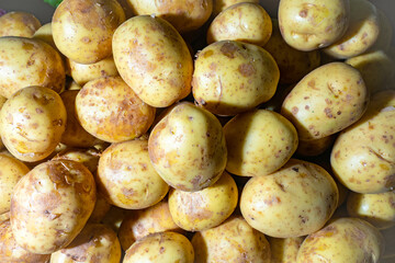 Young potatoes close-up. Potato background. Texture with potatoes close-up. Background on theme organic vegetables. Concept - selling potatoes. Selling organic products. Background consisting of food