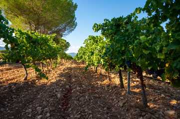 Fototapeta na wymiar Rows of ripe grenache wine grapes plants on vineyards in Cotes de Provence, region Provence, south of France