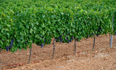Rows of ripe wine grapes plants on vineyards in Cotes  de Provence, region Provence, Saint-Tropez,...