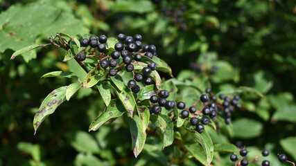 Rote Hartriegel, Cornus sanguinea, schwarze Früchte