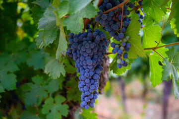 Ripe black or blue syrah or grenache wine grapes using for making rose or red wine ready to harvest on vineyards in Cotes  de Provence, region Provence, south of France