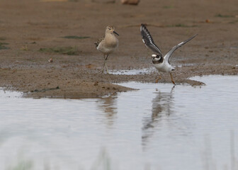 Little Ringed Plover take off