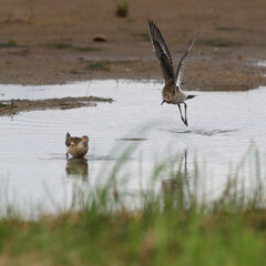 Two young ruffs on sanbar of bay