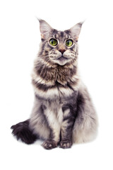 Surprised Maine Coon cat, on a white background.