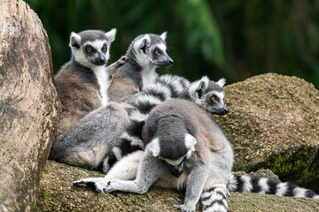Naklejka na ściany i meble A group of Ring-tailed lemur on the rock.