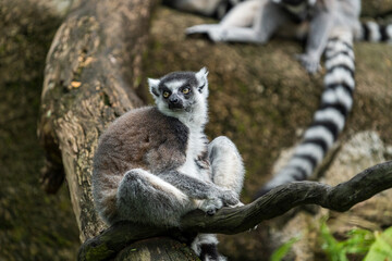 Ring-tailed lemur on the rock.
