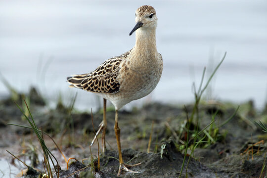 Young ruff portrait on coastline