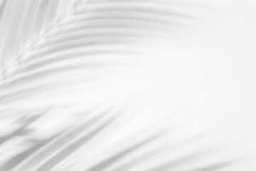 Shadow overlay effect for photo. Shadows from tree leaves palm and tropical branches on a white wall in sunlight..