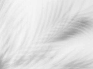 Obraz premium Shadow overlay effect for photo. Shadows from tree leaves palm and tropical branches on a white wall in sunlight..