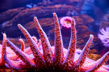 Sonnenblumen Seestern - Pycnopodia Helianthoides