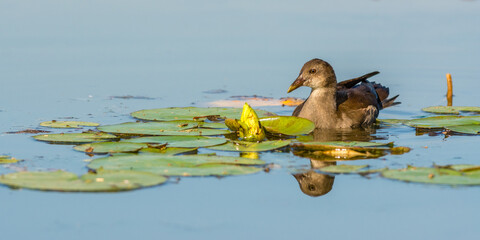 Common moorhen (Gallinula chloropus) swimming between waterlilies