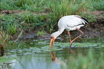 Obraz na płótnie Canvas Yellow-billed stork (Mycteria ibis) foraging in a pond