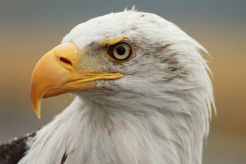 american bald eagle