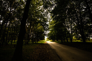 Naklejka premium road in the forest