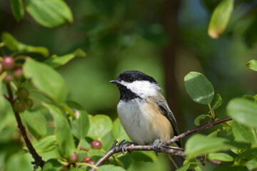 Fototapeta premium Black Capped Chickadee