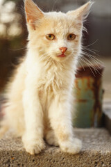 Fluffy beige kitten sitting on the grey stone outdoor.