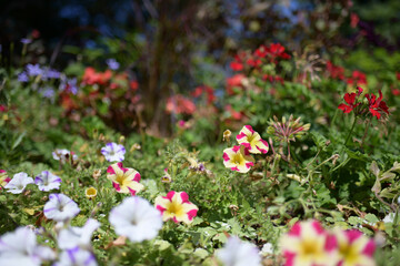 Obraz premium bunte Blumen