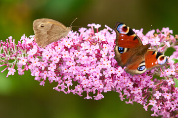 Tagpfauenauge auf Sommerflieder